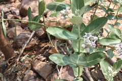 Calotropis gigantea